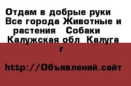 Отдам в добрые руки  - Все города Животные и растения » Собаки   . Калужская обл.,Калуга г.